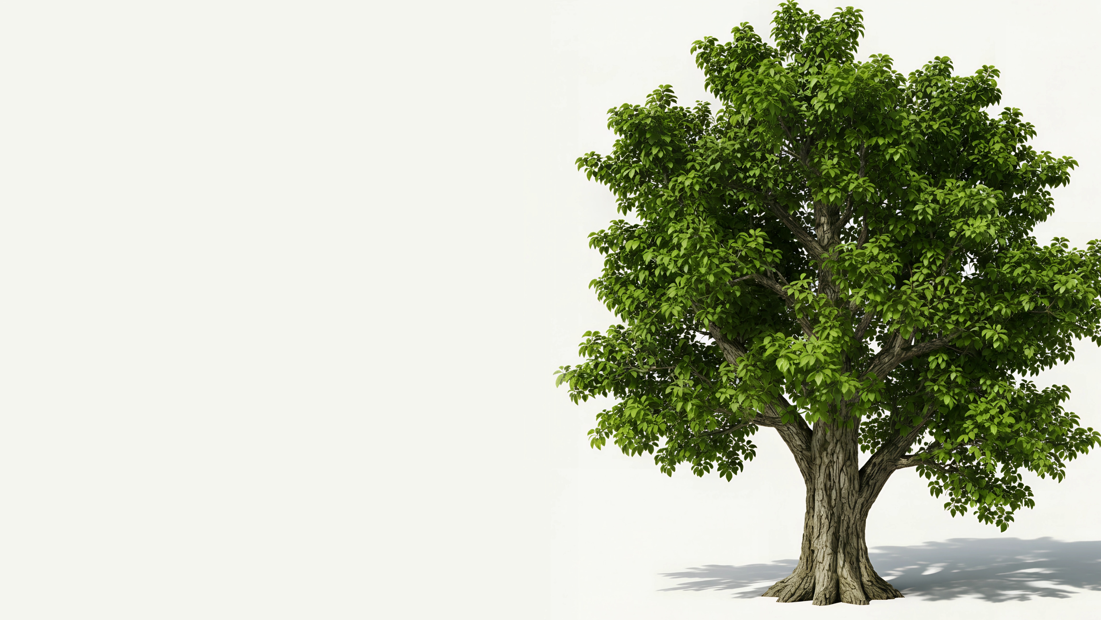 Árvore cottonwood frondosa sobre fundo creme